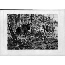 "W zwierzyńcu. Rysunek oryginalny F. Specht'a. (1029)"