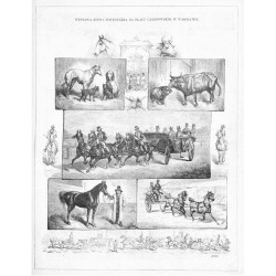 Wystawa koni i inwentarza na placu Ujazdowskim w Warszawie (6002) / "WYSTAWA KONI I INWENTARZA NA PLACU UJAZDOWSKIM W WARSZAWIE.