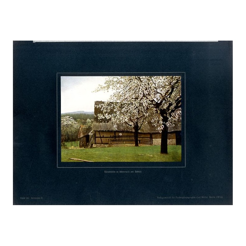 "Kirschblüte in Silsterwitz am Zobten Tafel 20. Schlesien II."