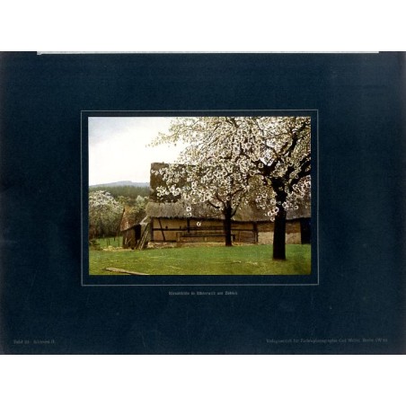 "Kirschblüte in Silsterwitz am Zobten Tafel 20. Schlesien II."