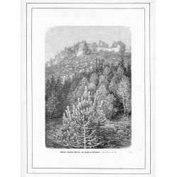 "Ruiny zamku Bolca, na dolnym Szlązku. [...] (929)"