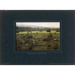 "Schlesisches Hochmoor: Die Seefelder bei Bad Reinerz Tafel 11. Schlesien II."