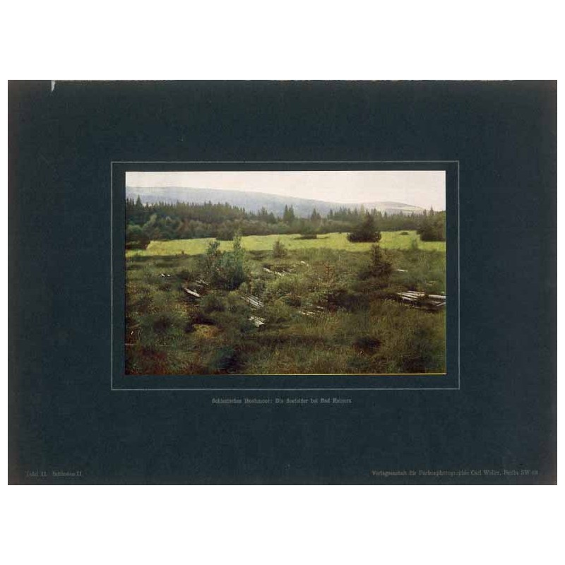 "Schlesisches Hochmoor: Die Seefelder bei Bad Reinerz Tafel 11. Schlesien II."