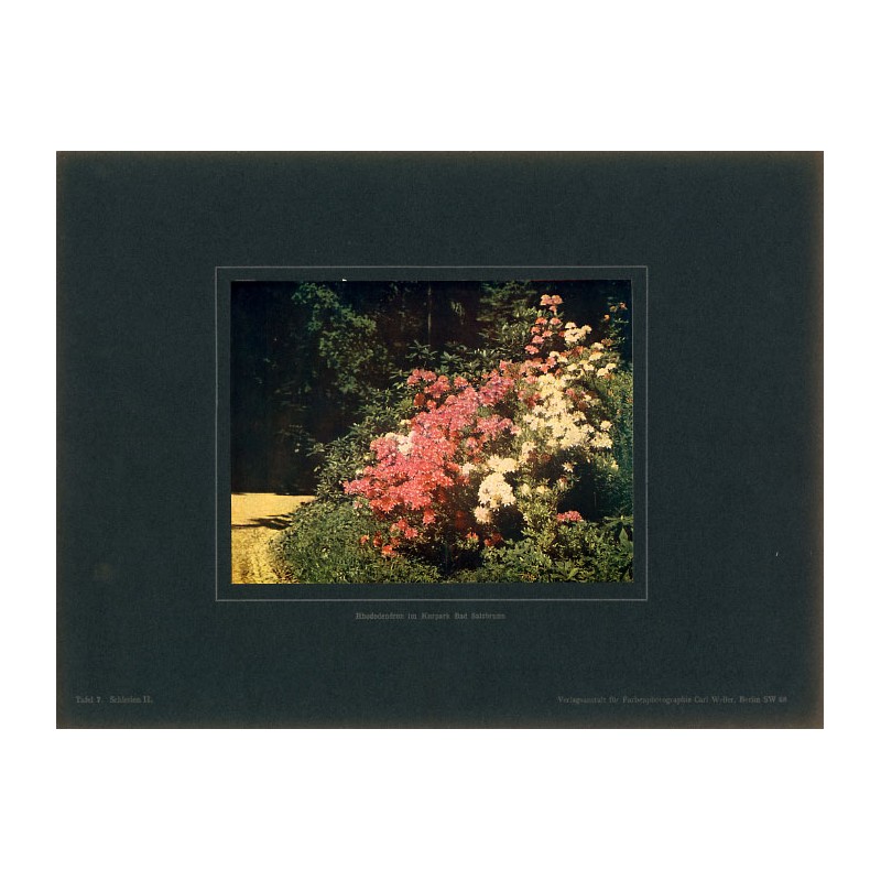 "Rhododendron im Kurpark Bad Salzbrunn Tafel 7. Schlesien II."