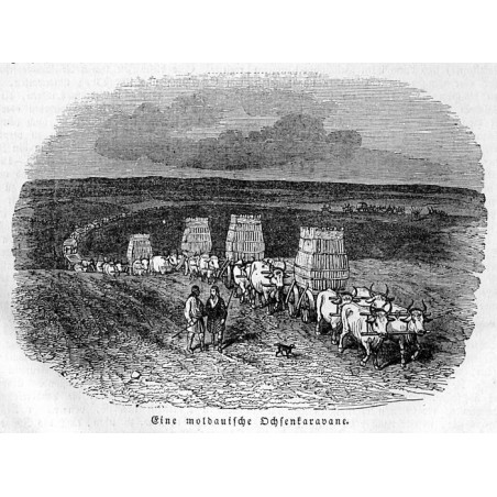 "Eine moldauische Ochsenkaravane."