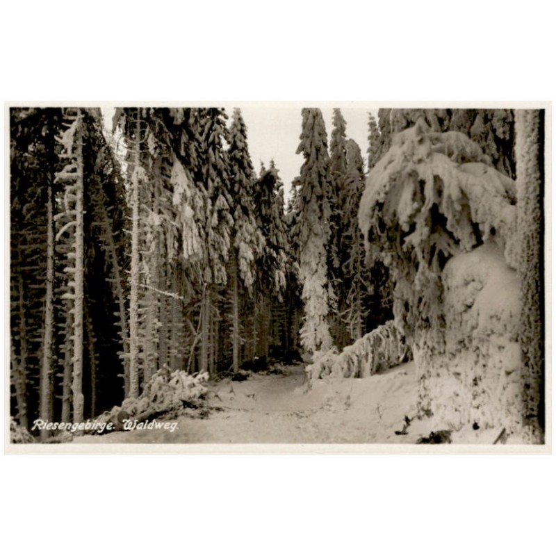 Riesengebirge. Waldweg.