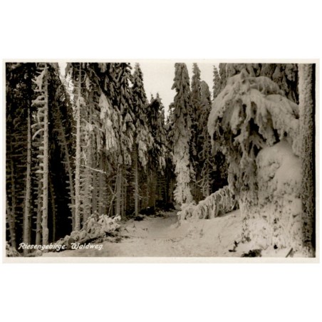 Riesengebirge. Waldweg.
