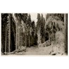 Riesengebirge. Waldweg.