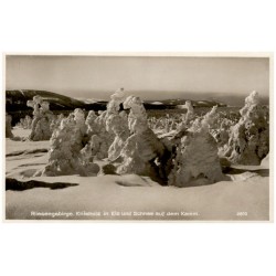 Riesengebirge. Knieholz in Eis und Schnee auf dem Kamm. 2810