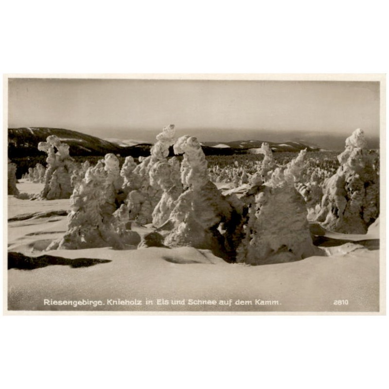 Riesengebirge. Knieholz in Eis und Schnee auf dem Kamm. 2810