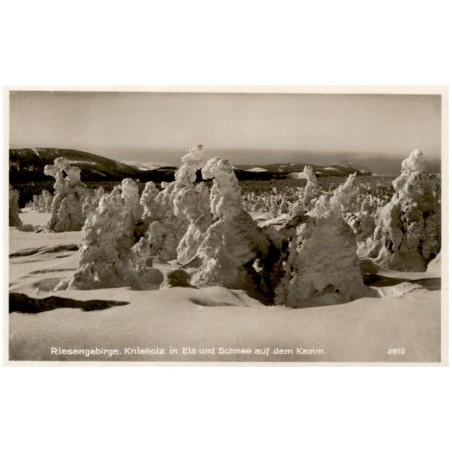 Riesengebirge. Knieholz in Eis und Schnee auf dem Kamm. 2810