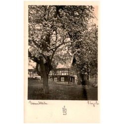 Baumblühe HUS Siegert