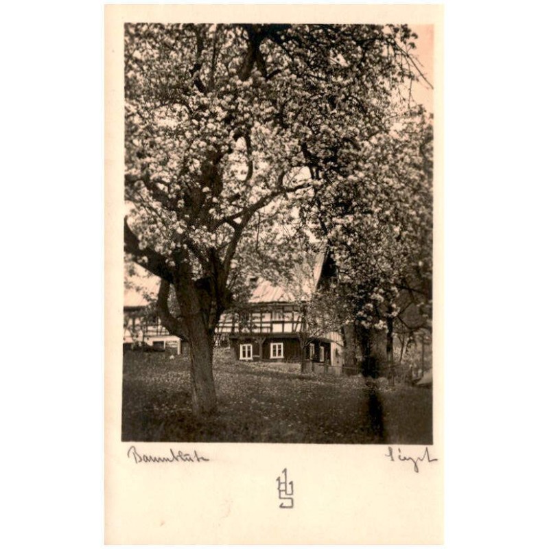 Baumblühe HUS Siegert