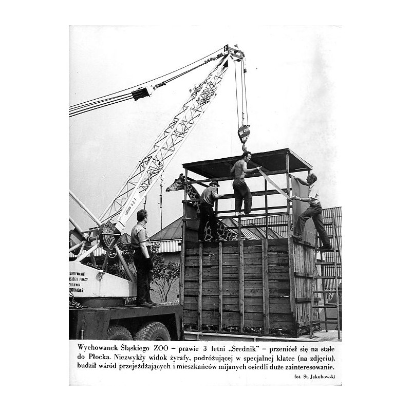 "Wychowanek Śląskiego ZOO - prawie 3 letni "Średnik" - przeniósł się na stałe do Płocka. Niezwykły widok żyrafy, podróżującej w