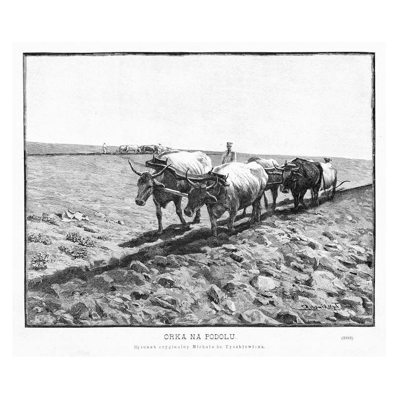 Orka na Podolu. Rysunek oryginalny Michała hr. Tyszkiewicza. (2893) / "ORKA NA PODOLU. Rysunek oryginalny Michała hr. Tyszkiewic