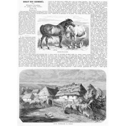 [1] Konie podolskie [2] Chaty wieśniacze na Podolu / [1] "KONIE PODOLSKIE." [2] "CHATY WIEŚNIACZE NA PODOLU."