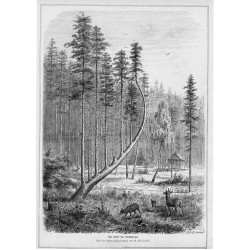 "Die Harfe bei Sommerau. Nach der Natur aufgenommen von. G. Berthold."