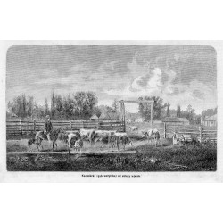 "Kazimiérka (gub. wołyńska) od strony wjazdu."