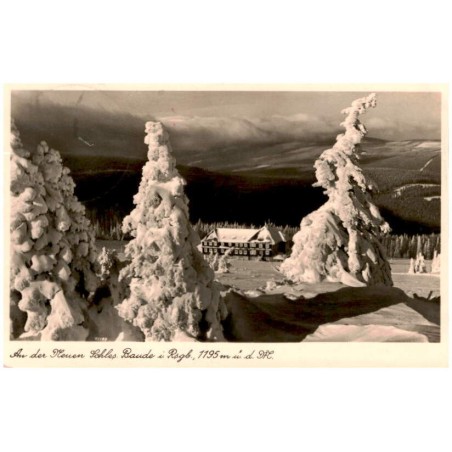 An der Neuen Schles. Baude im Rsgb., 1195 m ü. d. M. 11189