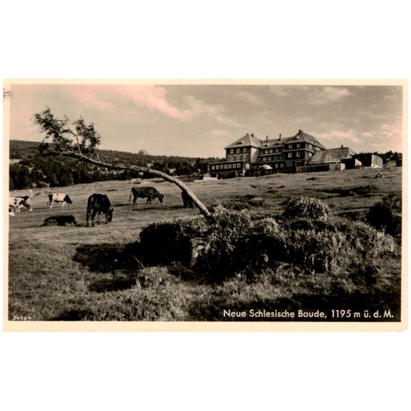Neue Schlesische Baude, 1195 m ü. d. M. 54084