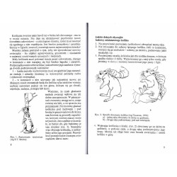 Królik miniaturowy
