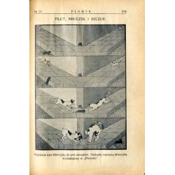 Płomyk. Tygodnik ilustrowany dla dzieci i młodzieży. R. 13 (1929). Nr 25 (20 lutego 1929) / Międzynarodowe Zawody Narciarskie w