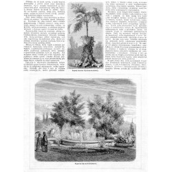 [1] "Paproć drzewna (Cyathea medularis)." [2] "Aquarium dla roślin krajowych." [3] "Sagowiec (Cycas revoluta)." [4] "Storczyk