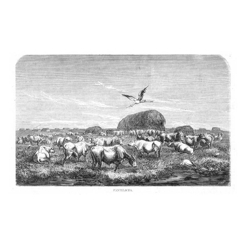 Pantelicha / "PANTELICHA."