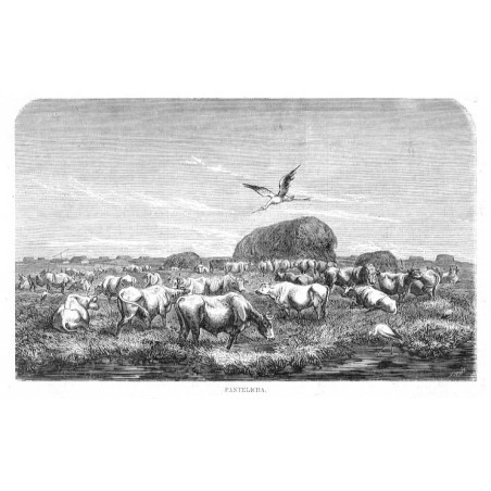 Pantelicha / "PANTELICHA."