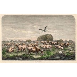 Pantelicha / "PANTELICHA."