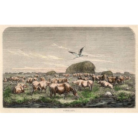 Pantelicha / "PANTELICHA."