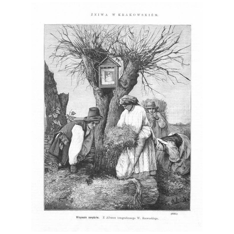 "Wiązanie snopków. Z Albumu fotograficznego W. Rzewuskiego. (6031)"
