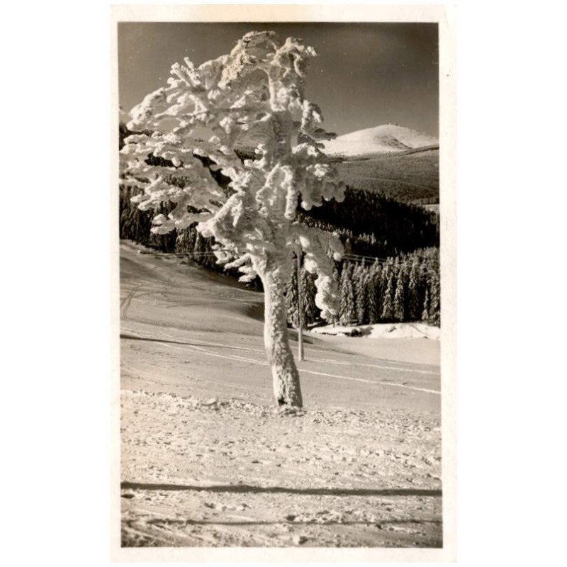Vereister Baum blick nach der Schneekoppe.