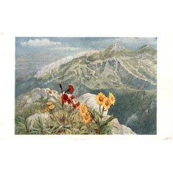 Starček horský - Voralpen-Baldgreis Senecio subalpinus (Koch). Jestřábnik rudokvétý - Orangerotes Habichtskraut Hieracium Aurant