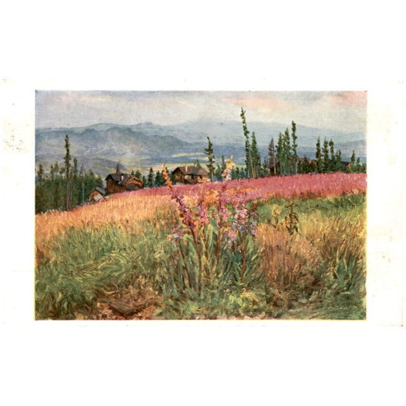 Vrbovka úzkolistá - Schmalblättriger Schotenweiderich Epilobium angustifolium (L.)