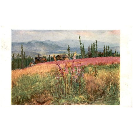 Vrbovka úzkolistá - Schmalblättriger Schotenweiderich Epilobium angustifolium (L.)