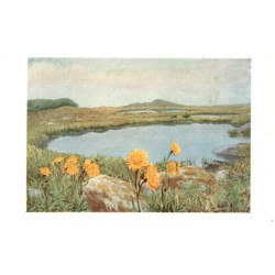 Prha chlumní - Bergwohlverleih. Arnica montana (L.)