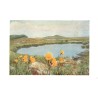 Prha chlumní - Bergwohlverleih. Arnica montana (L.)