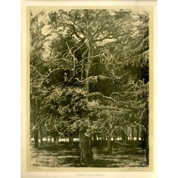 Olbrzym białowieski / Puszcza Białowieska / "OLBRZYM BIAŁOWIESKI."