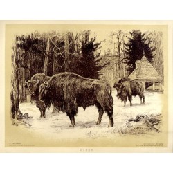 Żubry Puszcza Białowieska / "ŻUBRY."