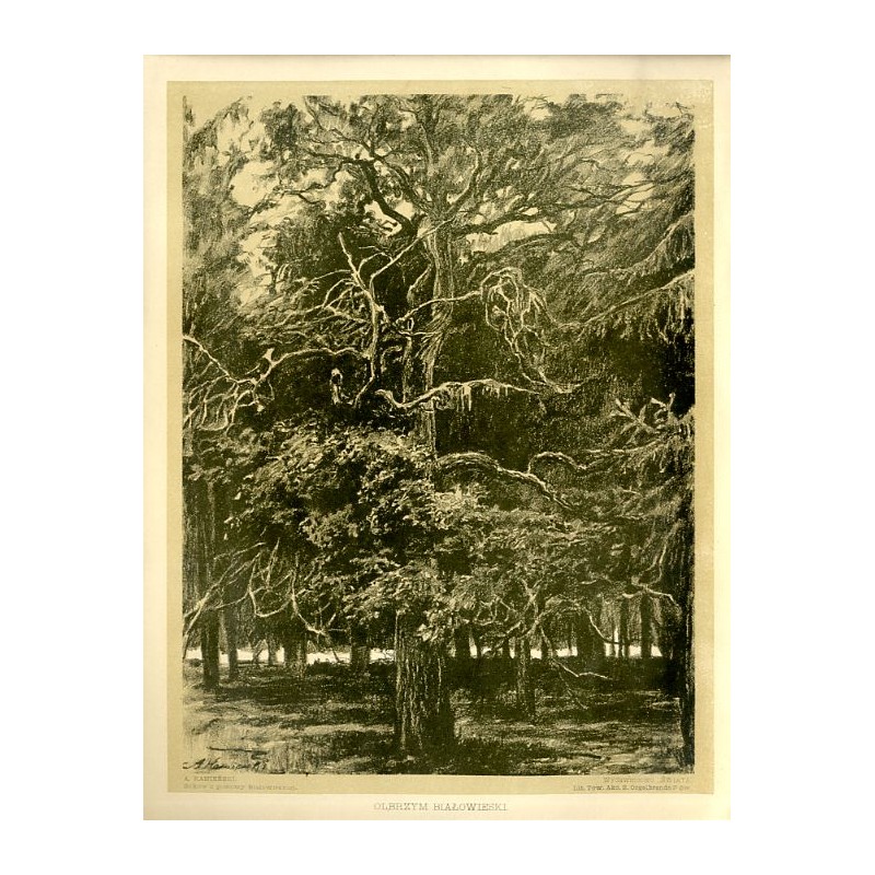 Olbrzym białowieski / Puszcza Białowieska / "OLBRZYM BIAŁOWIESKI."