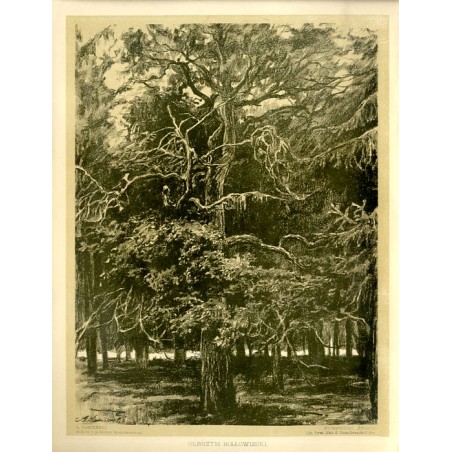 Olbrzym białowieski / Puszcza Białowieska / "OLBRZYM BIAŁOWIESKI."