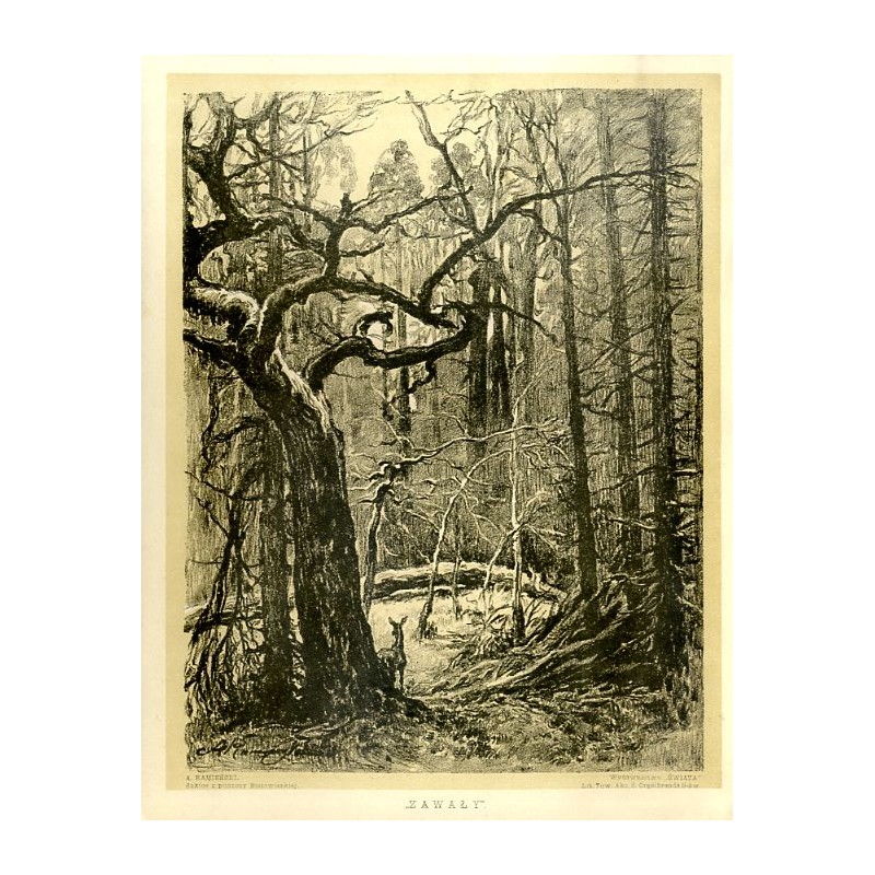 "Zawały" Puszcza Białowieska / ""ZAWAŁY"."