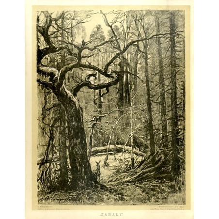 "Zawały" Puszcza Białowieska / ""ZAWAŁY"."