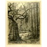 "Zawały" Puszcza Białowieska / ""ZAWAŁY"."