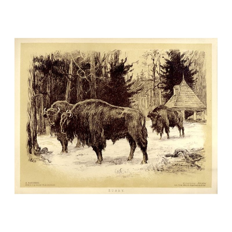Żubry Puszcza Białowieska / "ŻUBRY."