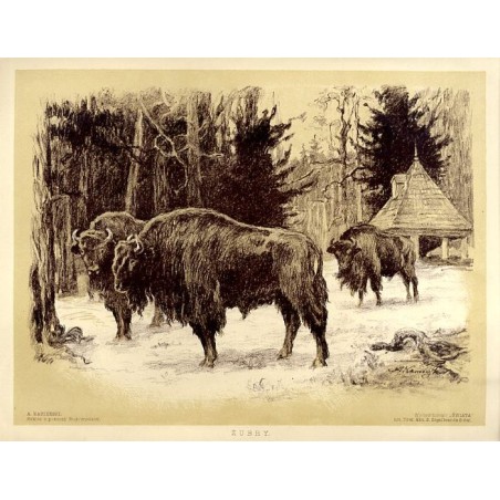 Żubry Puszcza Białowieska / "ŻUBRY."