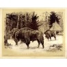 Żubry Puszcza Białowieska / "ŻUBRY."