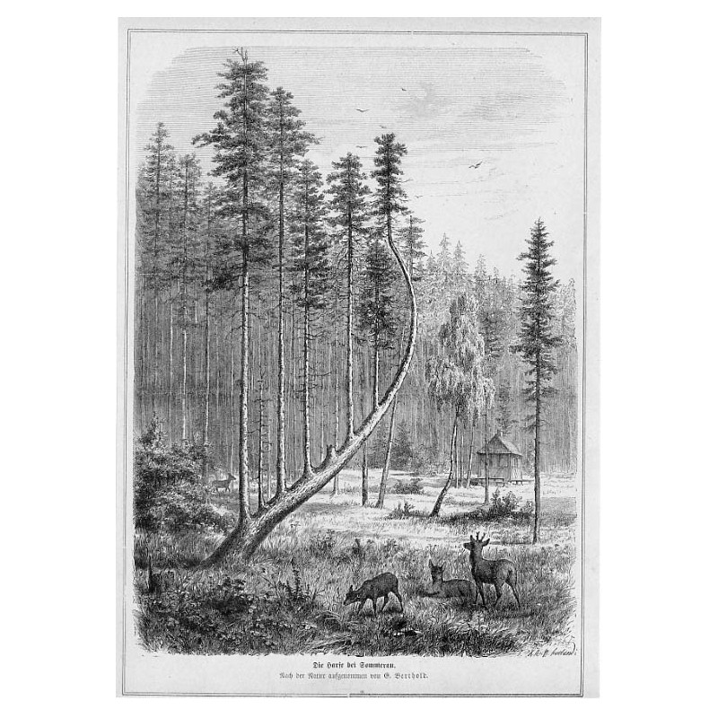 "Die Harfe bei Sommerau. Nach der Natur aufgenommen von. G. Berthold."