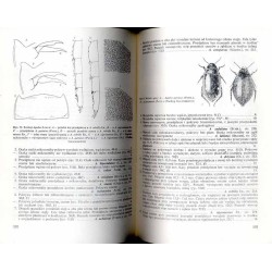 Chrząszcze (Coleoptera). Rodziny Pływakowate (Dytiscidae), Flisakowate (Haliplidae), Mokrzelicowate (Hygrobiidae), Krętakowate (